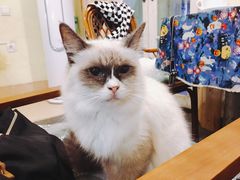 -猫色咖啡·猫咖