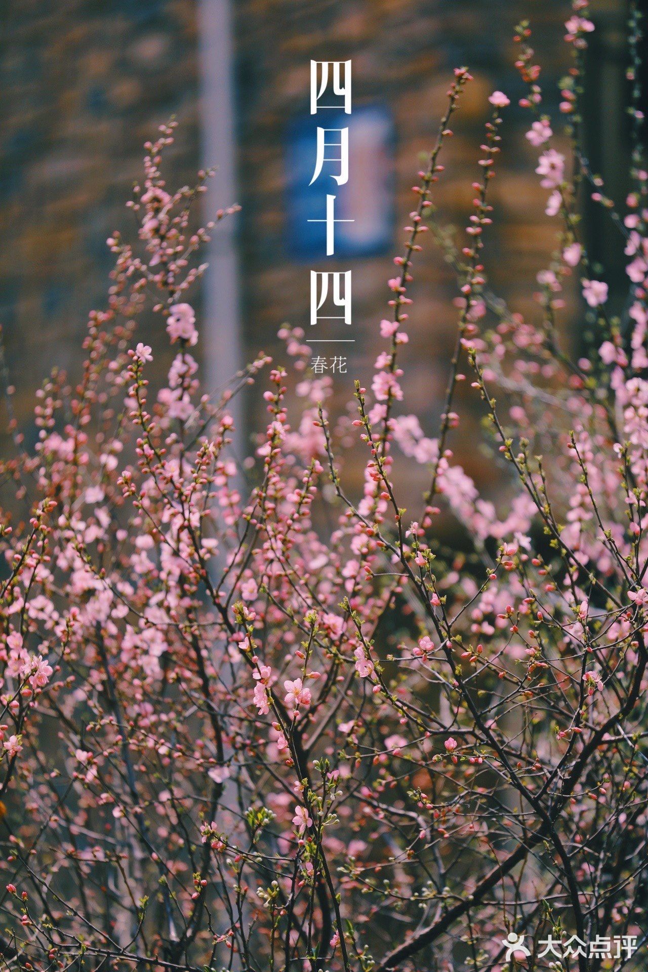 春季桃花拍照教程