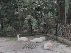 -深圳野生动物园