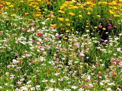 -神光山国家森林公园