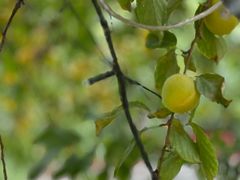 -李叔同故居纪念馆