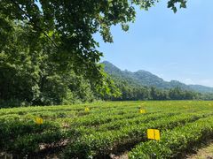 -中国茶叶博物馆(双峰馆区)