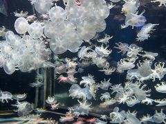 -太平洋海底世界