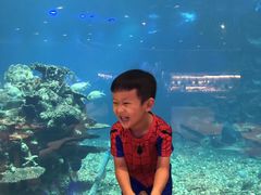 -海棠湾洲际-涛·海底餐厅·美人鱼·自助餐·海底隧道