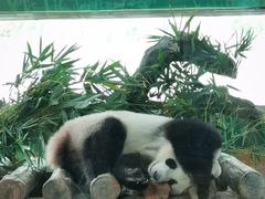 -广州动物园