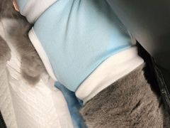 -宠福鑫康馨动物医院·骨科·眼科