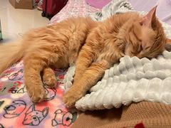 -美联众合宠物医院·爱萌分院·内外科·猫科中心