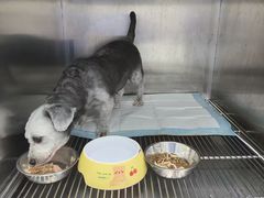 -东莞宠友24H宠物中心医院·转诊夜诊·异宠(新河北路院)