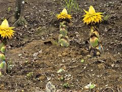 -广州白江湖森林公园