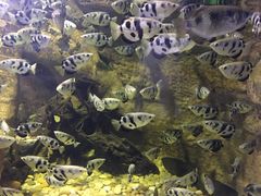 -迪拜水族馆及水下动物园