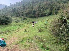 -武陵山森林公园