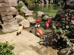 -芽庄珍珠岛游乐园