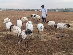 -盐城丹顶鹤湿地生态旅游区