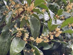 -孤山景区-孤山寺