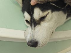 -怪兽屋·羊驼·猫咖·狗咖(俊华广场店)