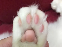 -猫亿天猫咖