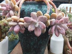 -金科花卉市场