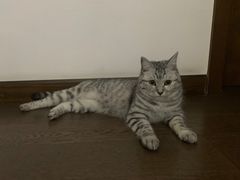-瑞派天使宠物医院·神经外科·骨科·核磁(洛川中路店)
