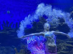 -海合安武汉极地海洋公园