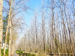 -合肥滨湖国家森林公园