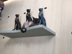 -飞行喵MR PILOT|猫舍·猫咖(静安大融城店)