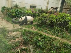 -成都动物园