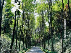 -宜兴龙背山森林公园