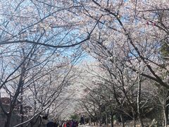 -樱花山风景区