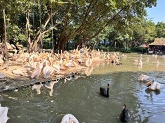 -广州长隆飞鸟乐园
