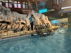 -帝企鹅自助餐厅•儿童岛•真企鹅(长隆企鹅酒店)