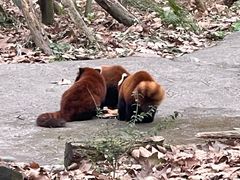 -都江堰中华大熊猫苑