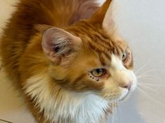 -平行世界·猫咖(首经贸店)