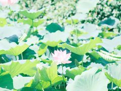 -文华公园(禅城区)