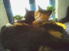 一进门就看见的很有爱的画面-Sirena海妖日咖夜酒