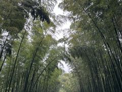-蜀南竹海景区