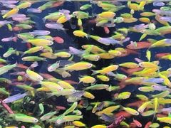 -中环花鸟鱼虫市场