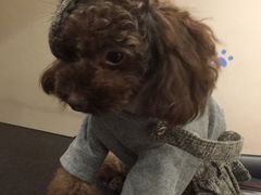 -多卡布奇宠物生活馆(上林世家店)