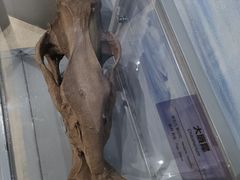 -正佳自然科学博物馆