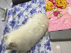 -谐和益家动物医院·免疫绝育·血液透析·宠保定点医院(高新伊藤分院)