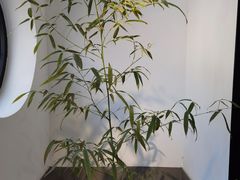 -古耳咖啡(北锣店)