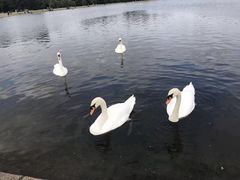 -海德公园