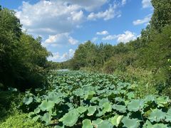 -昆山城市生态森林公园
