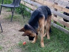 -趣多多宠物公园·宠物训犬学校·宠物寄养