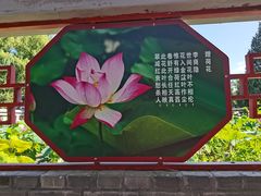 -莲花池公园