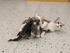 -猫域·湾主题猫咖·宠物吧(南坪城市广场店)
