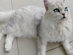 -怪兽屋·羊驼·猫咖·狗咖(俊华广场店)