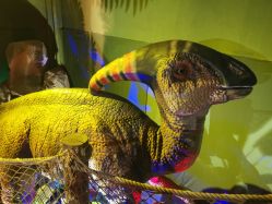 -恐龙探索乐园(磁器口店)