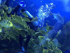 -芜湖新华联大白鲸海洋公园