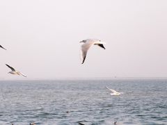-深圳湾公园(南山区)