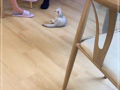 -猫咪派对(江南西店)